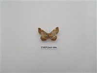 藏品(尺蛾202.1)的圖片